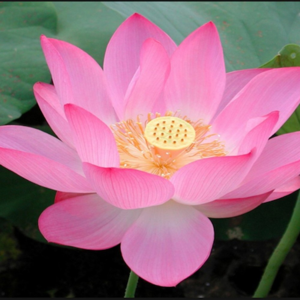 Meet your Posher, Constance